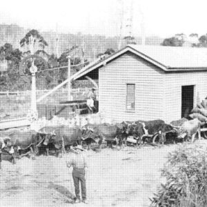 Bullock team with a load of produce at Woombye Railway Station, 1920