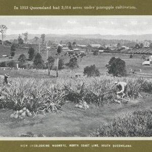 Pineapple pickers at Woombye ca. 1915